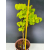 Żywe Drzewko Bonsai Lipa Drobnolistna Tilia Cordata 60cm 11-letnia 012