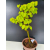 Żywe Drzewko Bonsai Lipa Drobnolistna Tilia Cordata 60cm 11-letnia 012