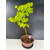 Żywe Drzewko Bonsai Lipa Drobnolistna Tilia Cordata 60cm 11-letnia 012