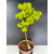 Żywe Drzewko Bonsai Lipa Drobnolistna Tilia Cordata 60cm 11-letnia 012