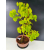 Żywe Drzewko Bonsai Lipa Drobnolistna Tilia Cordata 60cm 11-letnia 012
