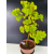Żywe Drzewko Bonsai Lipa Drobnolistna Tilia Cordata 60cm 11-letnia 012