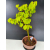 Żywe Drzewko Bonsai Lipa Drobnolistna Tilia Cordata 60cm 11-letnia 012