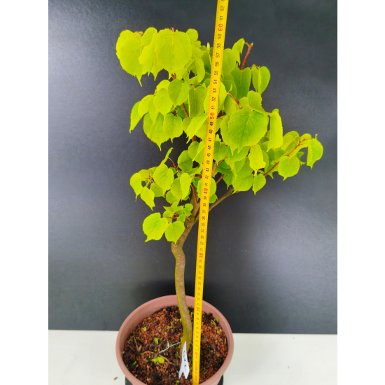 Żywe Drzewko Bonsai Lipa Drobnolistna Tilia Cordata 60cm 11-letnia 012