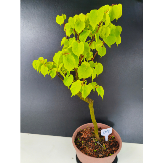 Żywe Drzewko Bonsai Lipa Drobnolistna Tilia Cordata 60cm 11-letnia 012