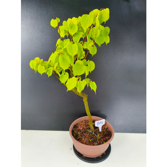 Żywe Drzewko Bonsai Lipa Drobnolistna Tilia Cordata 60cm 11-letnia 012