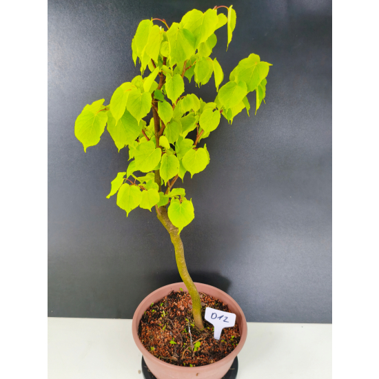 Żywe Drzewko Bonsai Lipa Drobnolistna Tilia Cordata 60cm 11-letnia 012