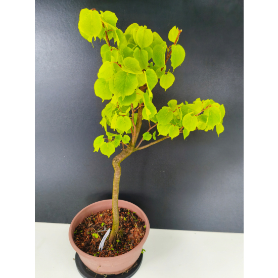 Żywe Drzewko Bonsai Lipa Drobnolistna Tilia Cordata 60cm 11-letnia 012