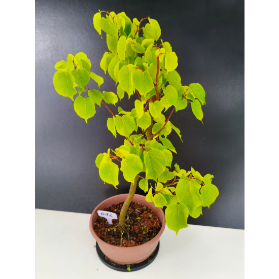 Żywe Drzewko Bonsai Lipa Drobnolistna Tilia Cordata 60cm 11-letnia 012