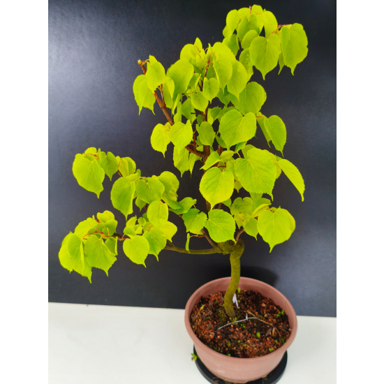 Żywe Drzewko Bonsai Lipa Drobnolistna Tilia Cordata 60cm 11-letnia 012