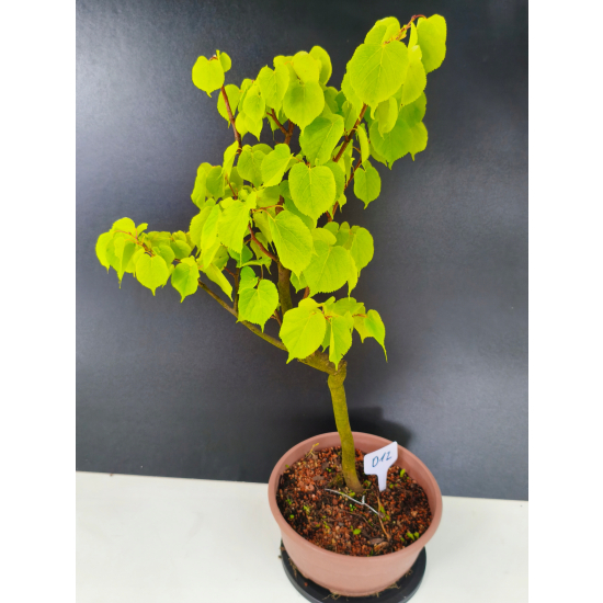 Żywe Drzewko Bonsai Lipa Drobnolistna Tilia Cordata 60cm 11-letnia 012