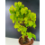 Żywe Drzewko Bonsai Lipa Drobnolistna Tilia Cordata 56cm 11-letnia 016