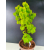 Żywe Drzewko Bonsai Lipa Drobnolistna Tilia Cordata 56cm 11-letnia 016