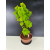 Żywe Drzewko Bonsai Lipa Drobnolistna Tilia Cordata 56cm 11-letnia 016
