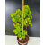 Żywe Drzewko Bonsai Lipa Drobnolistna Tilia Cordata 56cm 11-letnia 016