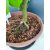 Żywe Drzewko Bonsai Lipa Drobnolistna Tilia Cordata 56cm 11-letnia 016