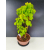 Żywe Drzewko Bonsai Lipa Drobnolistna Tilia Cordata 56cm 11-letnia 016