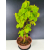Żywe Drzewko Bonsai Lipa Drobnolistna Tilia Cordata 56cm 11-letnia 016