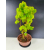Żywe Drzewko Bonsai Lipa Drobnolistna Tilia Cordata 56cm 11-letnia 016