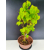 Żywe Drzewko Bonsai Lipa Drobnolistna Tilia Cordata 56cm 11-letnia 016