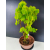 Żywe Drzewko Bonsai Lipa Drobnolistna Tilia Cordata 56cm 11-letnia 016