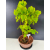 Żywe Drzewko Bonsai Lipa Drobnolistna Tilia Cordata 56cm 11-letnia 016
