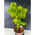 Żywe Drzewko Bonsai Lipa Drobnolistna Tilia Cordata 56cm 11-letnia 016
