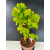 Żywe Drzewko Bonsai Lipa Drobnolistna Tilia Cordata 56cm 11-letnia 016