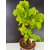 Żywe Drzewko Bonsai Lipa Drobnolistna Tilia Cordata 56cm 11-letnia 016