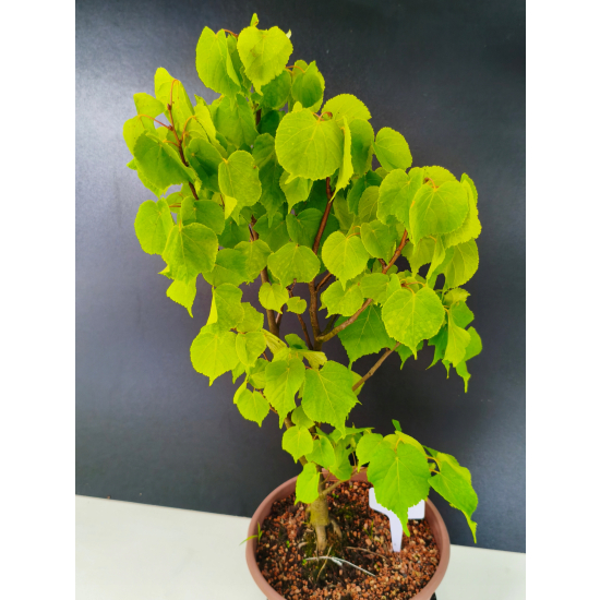 Żywe Drzewko Bonsai Lipa Drobnolistna Tilia Cordata 56cm 11-letnia 016