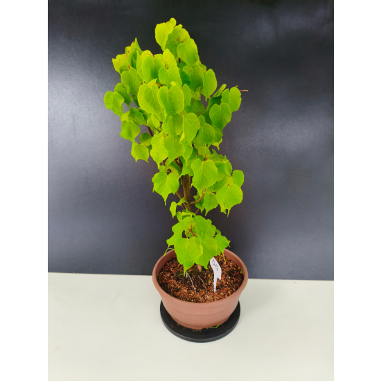 Żywe Drzewko Bonsai Lipa Drobnolistna Tilia Cordata 56cm 11-letnia 016