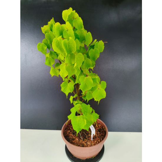 Żywe Drzewko Bonsai Lipa Drobnolistna Tilia Cordata 56cm 11-letnia 016