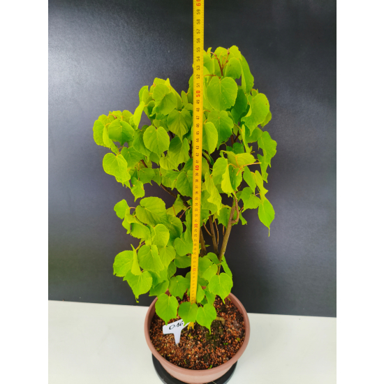 Żywe Drzewko Bonsai Lipa Drobnolistna Tilia Cordata 56cm 11-letnia 016