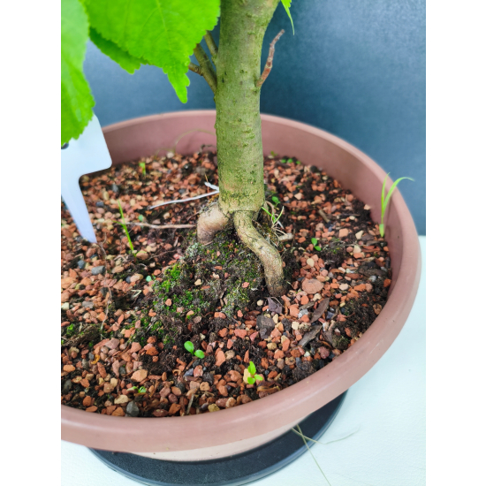 Żywe Drzewko Bonsai Lipa Drobnolistna Tilia Cordata 56cm 11-letnia 016