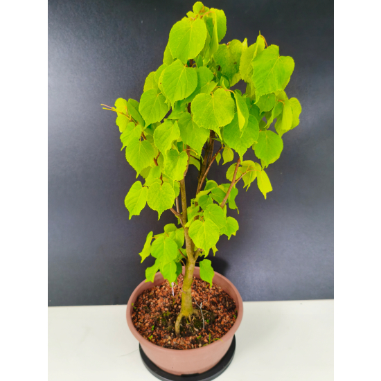 Żywe Drzewko Bonsai Lipa Drobnolistna Tilia Cordata 56cm 11-letnia 016