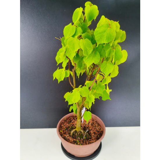 Żywe Drzewko Bonsai Lipa Drobnolistna Tilia Cordata 56cm 11-letnia 016