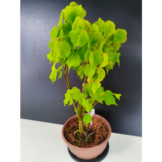 Żywe Drzewko Bonsai Lipa Drobnolistna Tilia Cordata 56cm 11-letnia 016