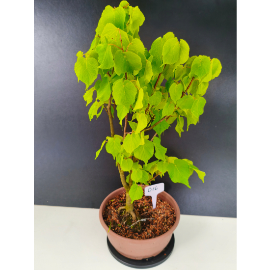 Żywe Drzewko Bonsai Lipa Drobnolistna Tilia Cordata 56cm 11-letnia 016