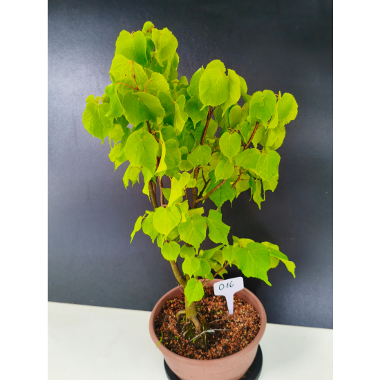 Żywe Drzewko Bonsai Lipa Drobnolistna Tilia Cordata 56cm 11-letnia 016