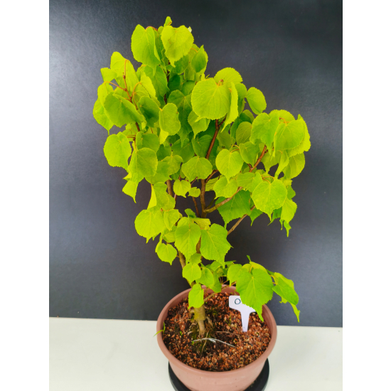 Żywe Drzewko Bonsai Lipa Drobnolistna Tilia Cordata 56cm 11-letnia 016