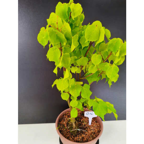 Żywe Drzewko Bonsai Lipa Drobnolistna Tilia Cordata 56cm 11-letnia 016