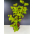 Żywe Drzewko Bonsai Lipa Drobnolistna Tilia Cordata 72cm 11-letnia 017