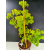 Żywe Drzewko Bonsai Lipa Drobnolistna Tilia Cordata 72cm 11-letnia 017