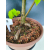 Żywe Drzewko Bonsai Lipa Drobnolistna Tilia Cordata 72cm 11-letnia 017