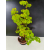 Żywe Drzewko Bonsai Lipa Drobnolistna Tilia Cordata 72cm 11-letnia 017