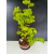 Żywe Drzewko Bonsai Lipa Drobnolistna Tilia Cordata 72cm 11-letnia 017