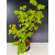 Żywe Drzewko Bonsai Lipa Drobnolistna Tilia Cordata 72cm 11-letnia 017