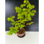 Żywe Drzewko Bonsai Lipa Drobnolistna Tilia Cordata 72cm 11-letnia 017