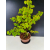 Żywe Drzewko Bonsai Lipa Drobnolistna Tilia Cordata 72cm 11-letnia 017
