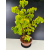 Żywe Drzewko Bonsai Lipa Drobnolistna Tilia Cordata 72cm 11-letnia 017
